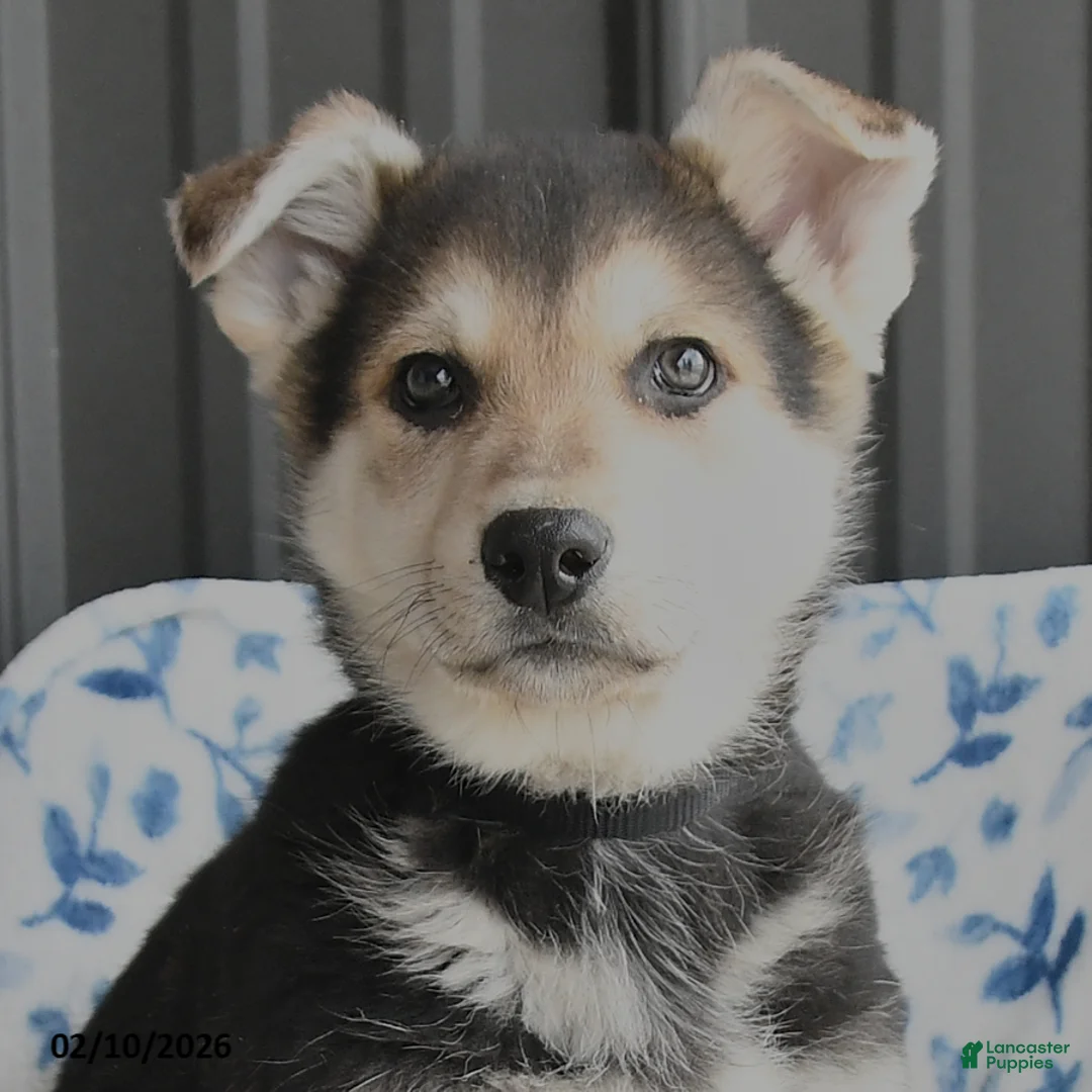 German Shepherd dogs for sale: Victor - Ad 4