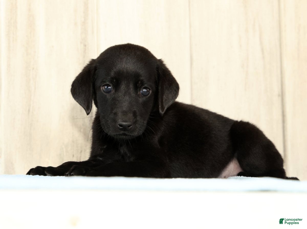 Labrador Retriever dogs Bently - Ad 1