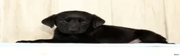 Labrador Retriever dogs for sale: Bently - Ad 1