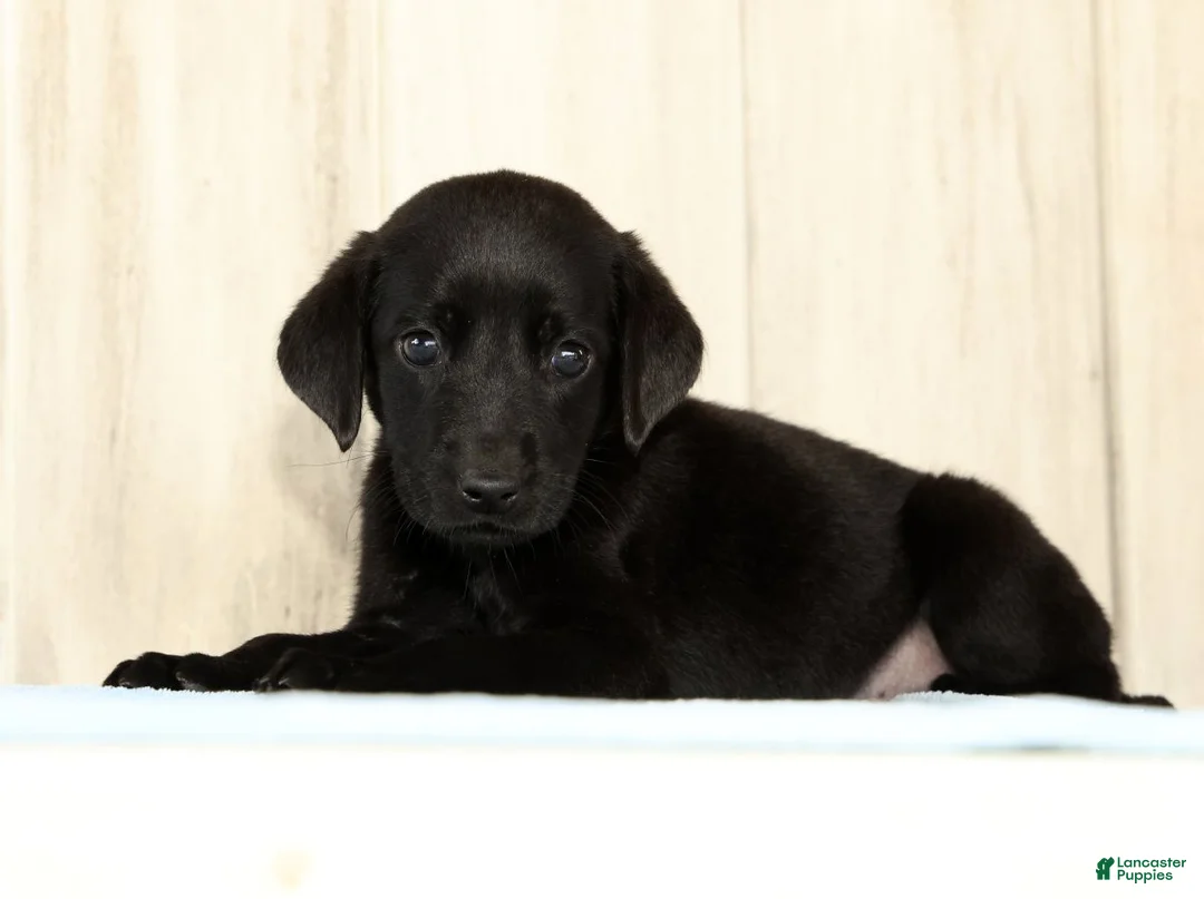 Labrador Retriever dogs for sale: Bently - Ad 1