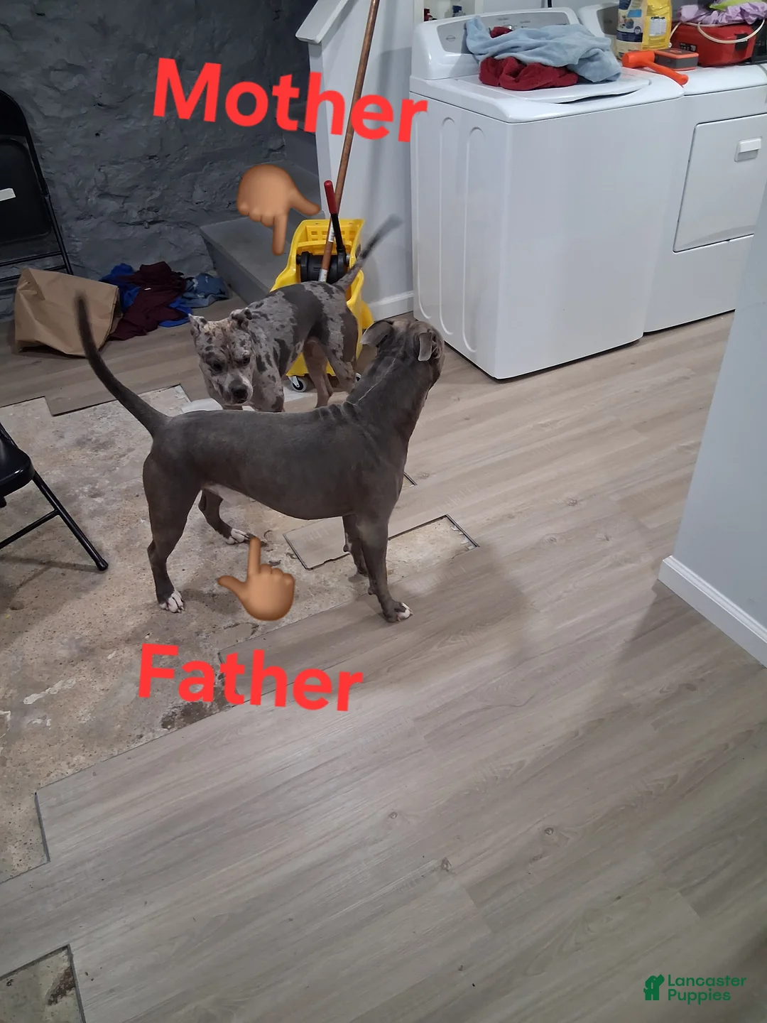 American Bully dogs for sale: American Bully Puppy 6 - Ad 2