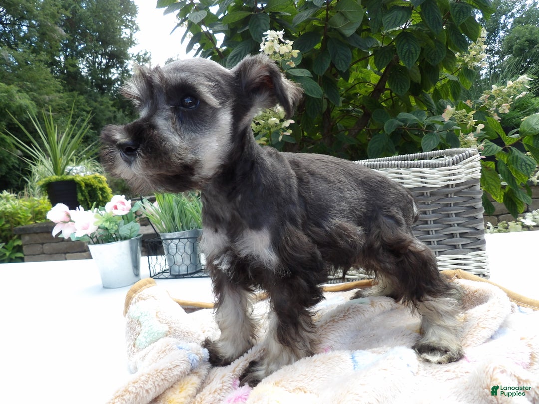 Miniature Schnauzer dogs for sale: Miniature Schnauzer Puppy 5 Curt - Ad 21
