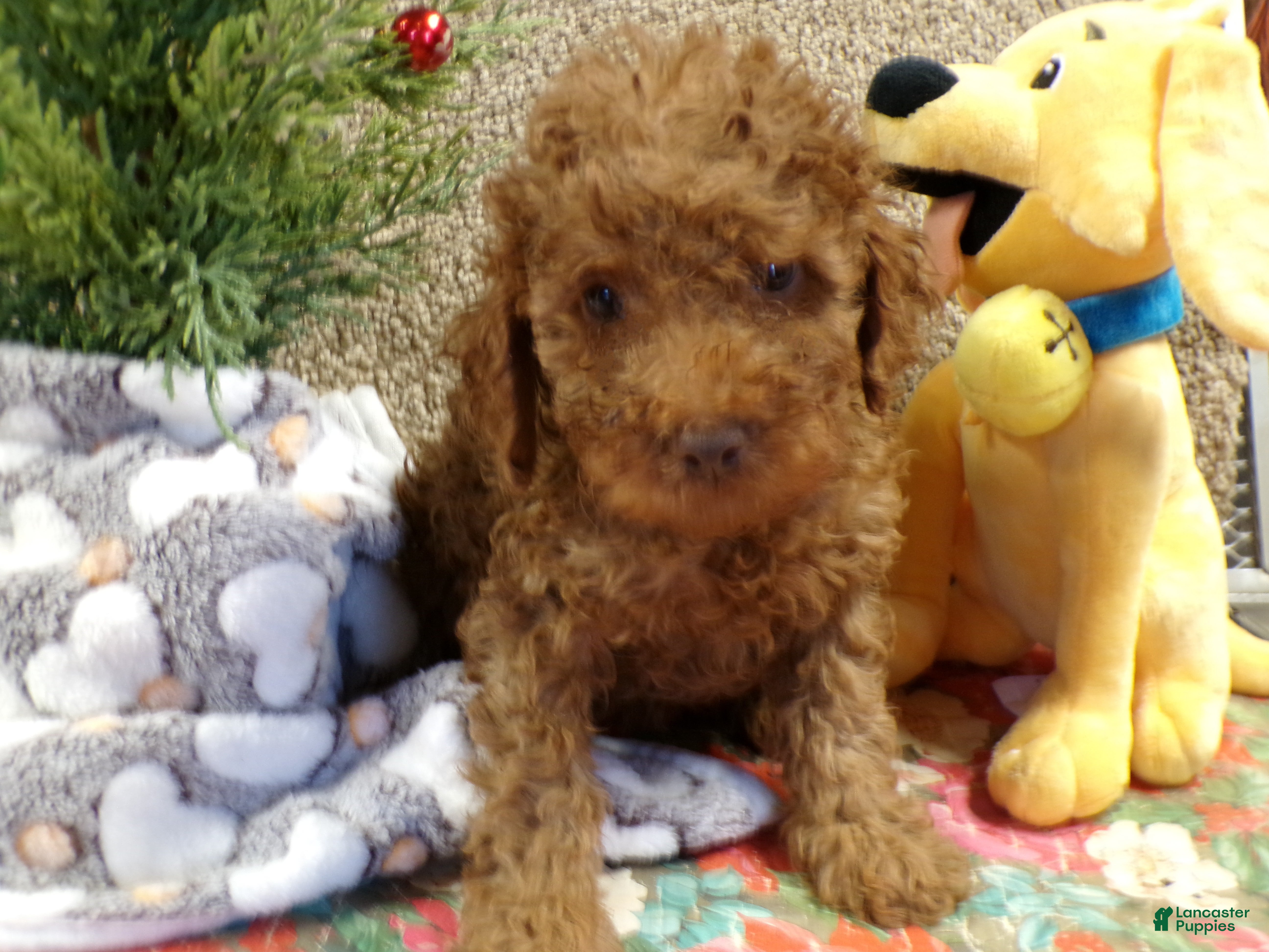 Miniature Poodle dogs Miniature Poodle Puppy 1 Barney - Ad 26