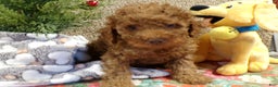 Miniature Poodle dogs for sale: Miniature Poodle Puppy 1 Barney - Ad 1