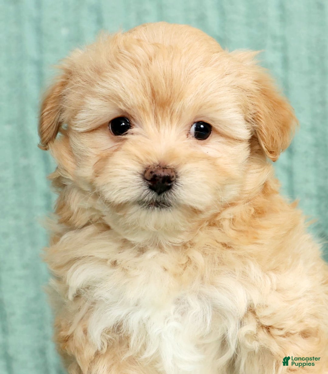 Pomapoo dogs for sale: Tinker - Ad 9