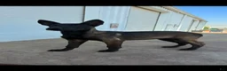 Belgian Malinois dogs for sale: Belgian Malinois 2 - Ad 1