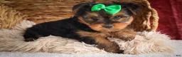Yorkshire Terrier dogs for sale: DUKE - Ad 12