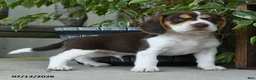 Beagle dogs for sale: Saturn - Ad 3