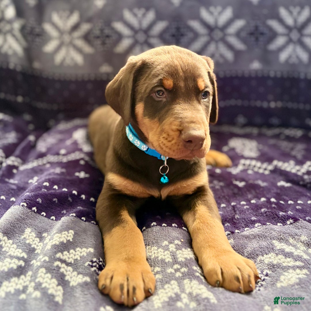 Doberman Pinscher dogs for sale: Rudolph  - Ad 4