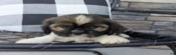 Mixed Breed dogs for sale: Sonya - Ad 5