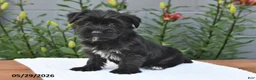 Yorkiepoo dogs for sale: Maverick - Ad 1