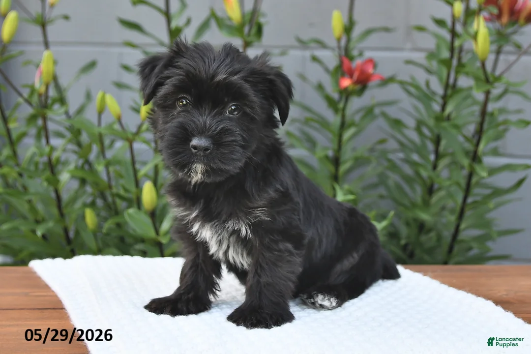 Yorkiepoo dogs for sale: Maverick - Ad 1