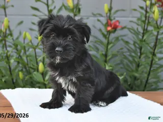 Yorkiepoo dogs for sale: Maverick - Ad 2