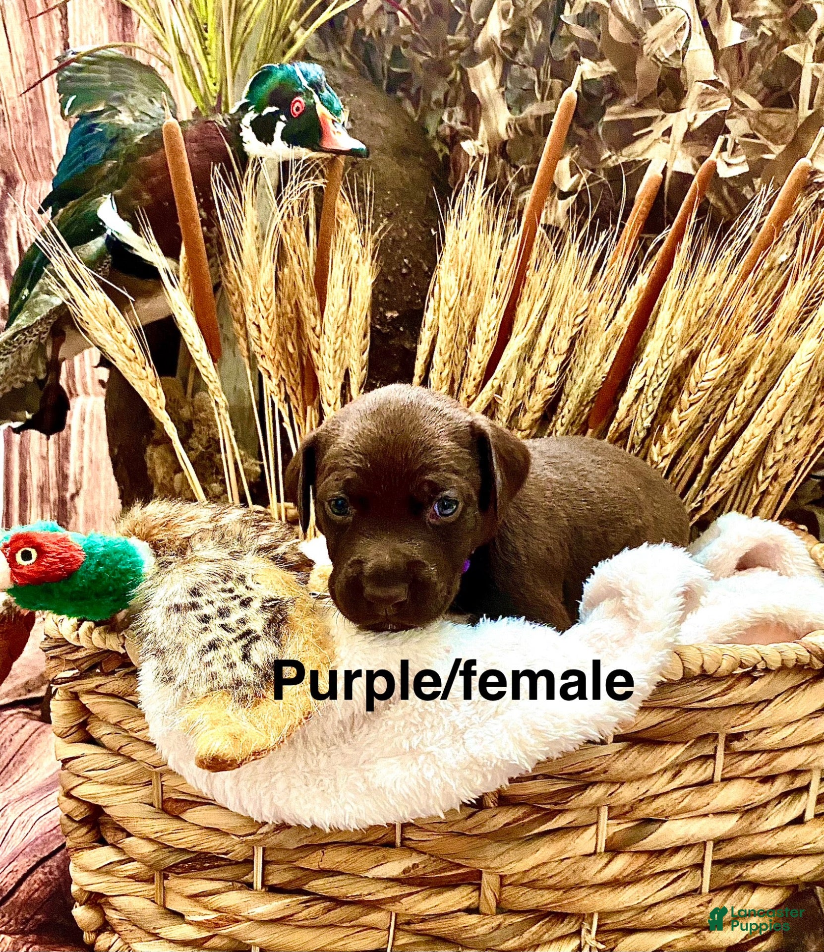 Mixed Breed dogs for sale: Mixed Breed 4 - Ad 2