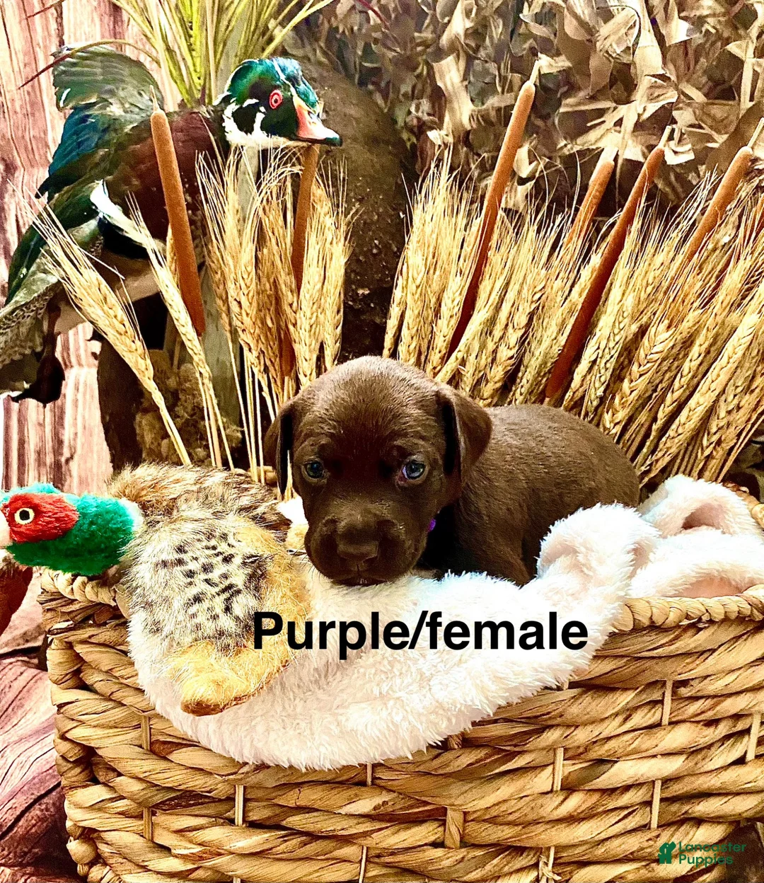 Mixed Breed dogs for sale: Mixed Breed 4 - Ad 1