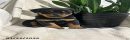 Rottweiler dogs for sale: Bailey - Ad 1