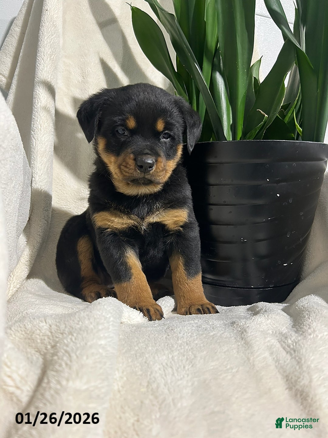 Rottweiler dogs for sale: Bailey - Ad 1