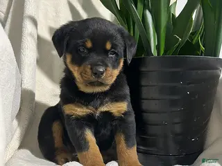 Rottweiler dogs Bailey - Ad 2