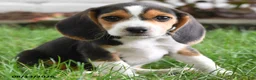 Beagle dogs for sale: Tina - Ad 2