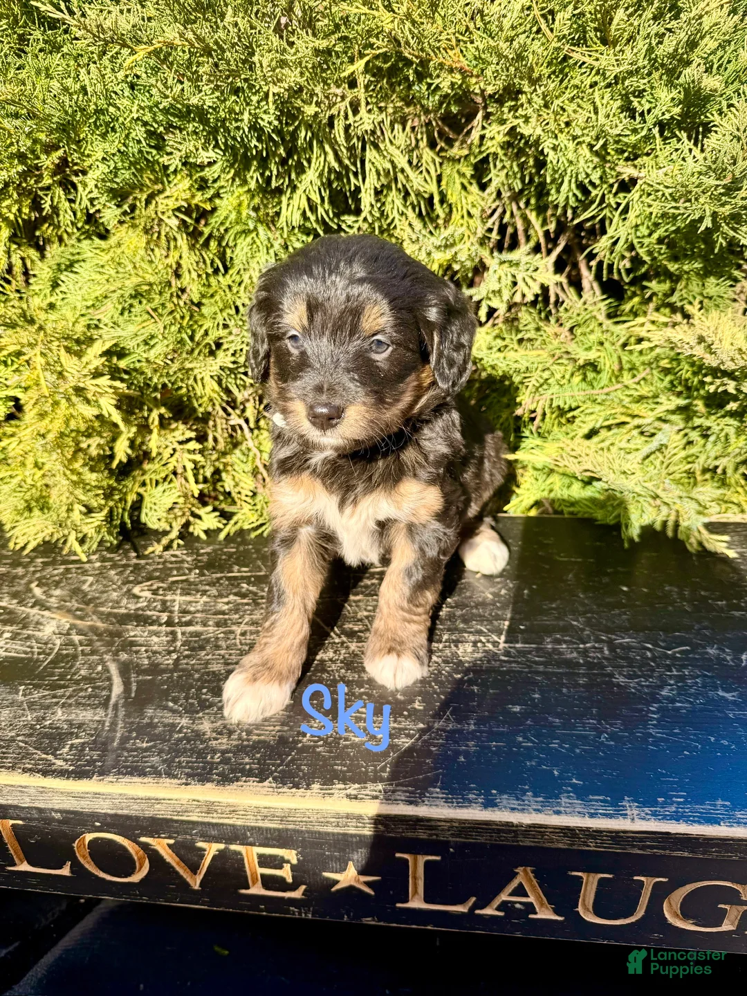 Bernedoodle dogs for sale: Sky - Ad 1
