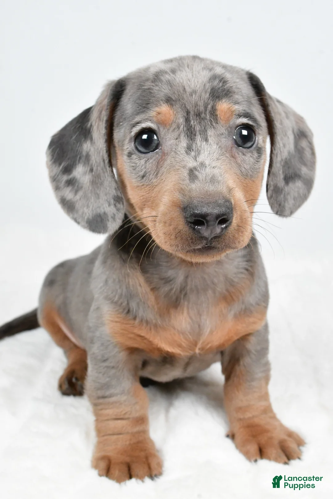 Dachshund dogs for sale: Cash - Ad 6