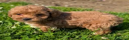 Toy Poodle dogs for sale: Marmalade - Ad 6