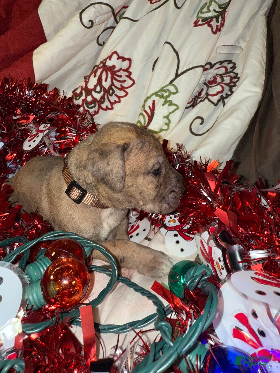 Great Dane dogs for sale: Latte - Ad 6