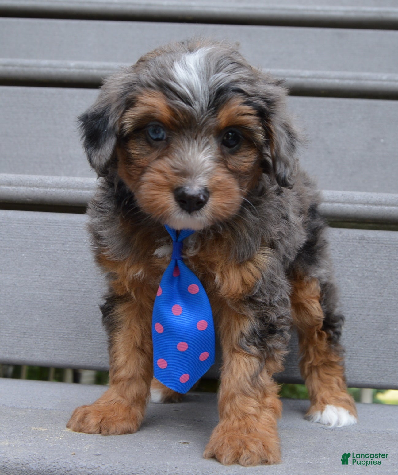 Mini Aussiedoodle dogs Mini Ace - Ad 2