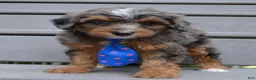 Mini Aussiedoodle dogs for sale: Mini Ace - Ad 2