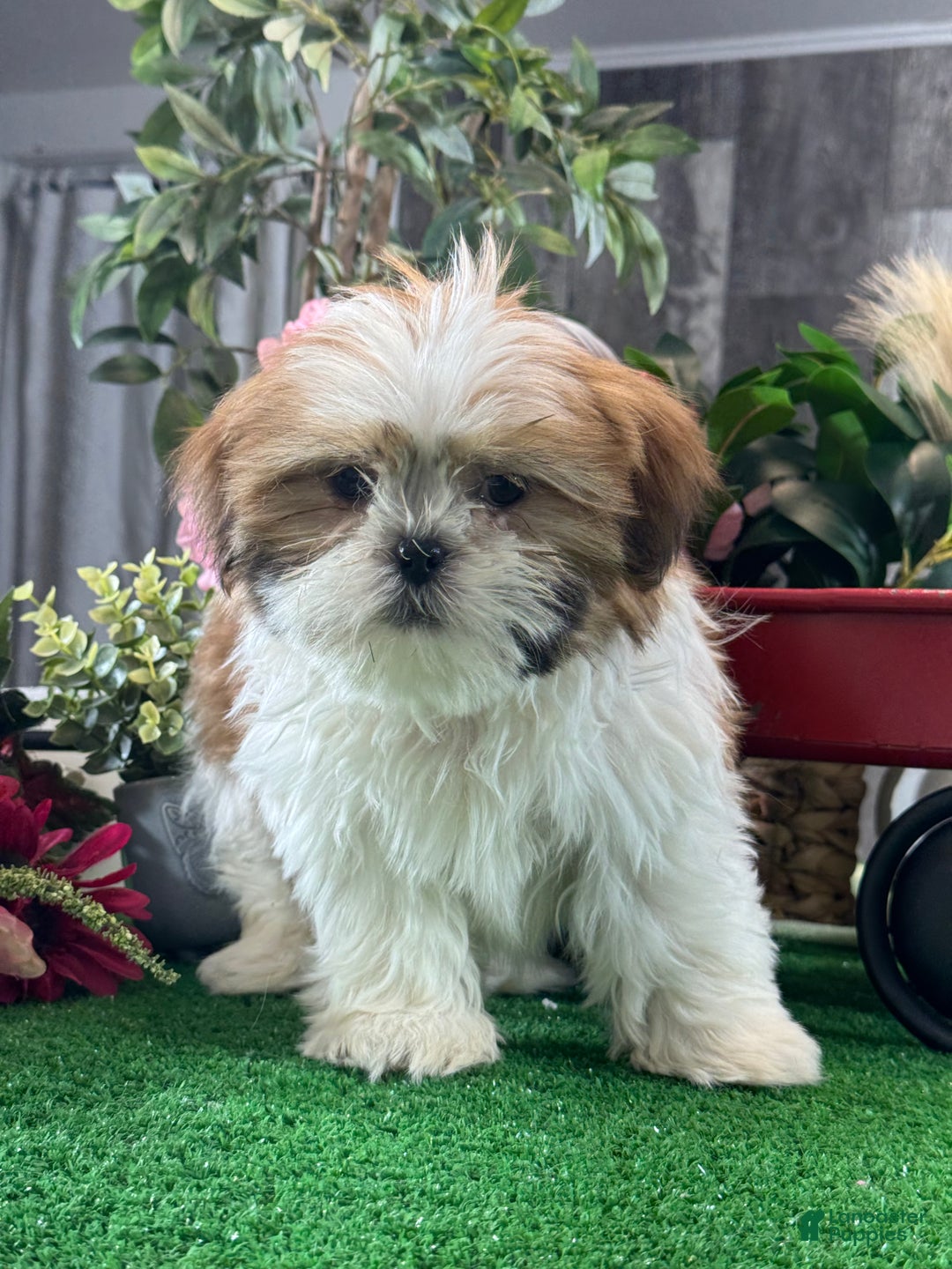 Shih Tzu dogs for sale: Shep - Ad 5