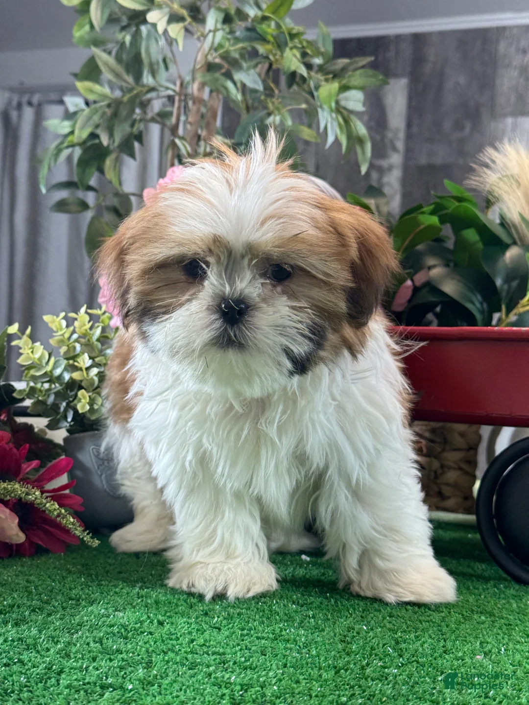Shih Tzu dogs for sale: Shep - Ad 5