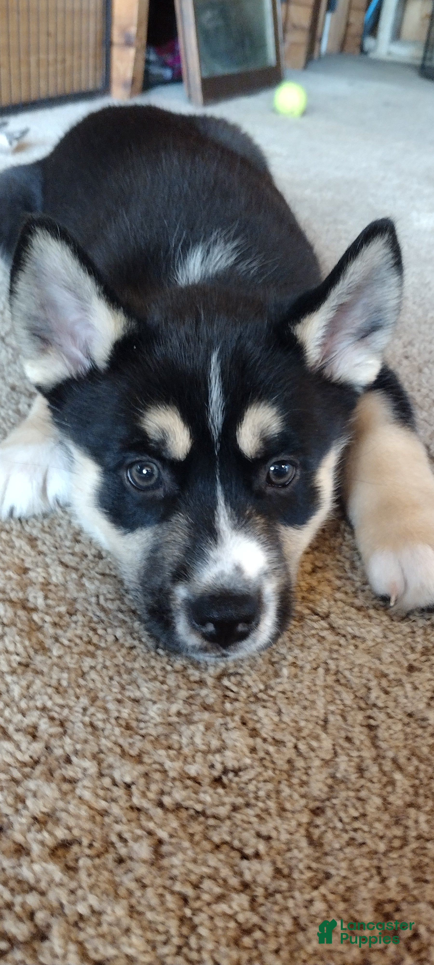 Gerberian Shepsky dogs Star - Ad 1