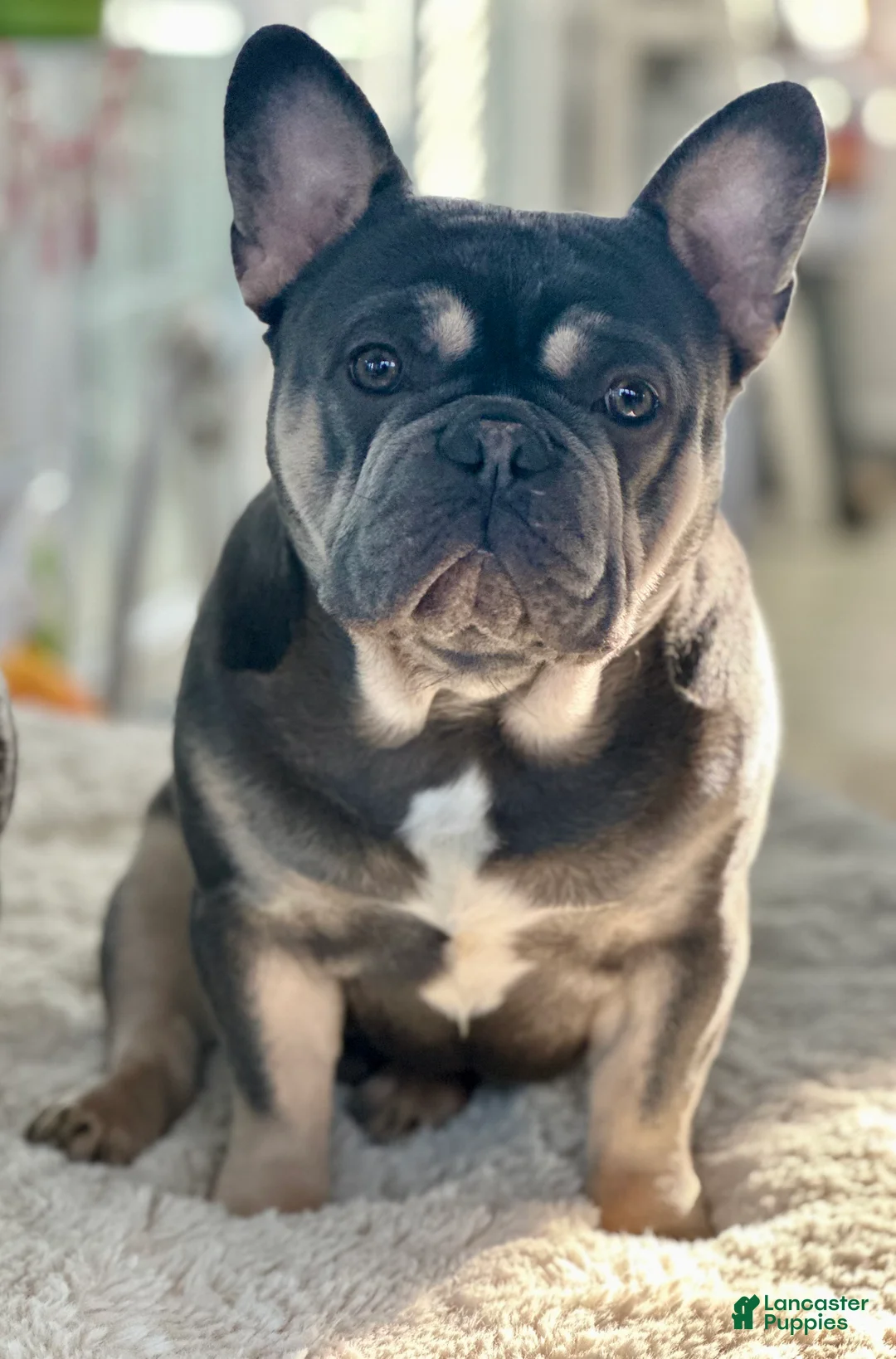 French Bulldog dogs for sale: French Bulldog Puppy  - Ad 1