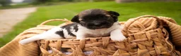 Havanese dogs for sale: Birdie Havanese  - Ad 5