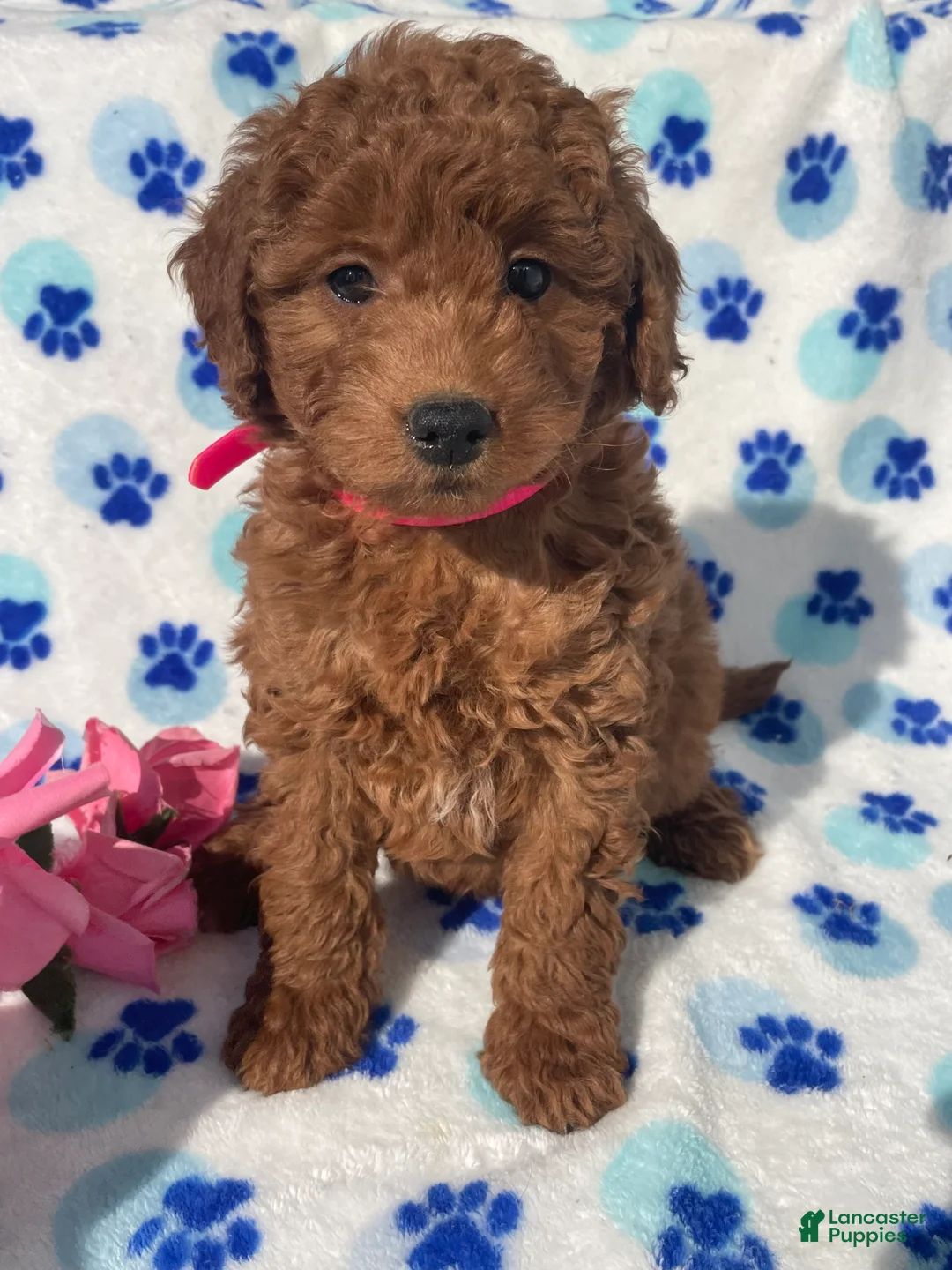 Mini Goldendoodle dogs for sale: Violet - Ad 1