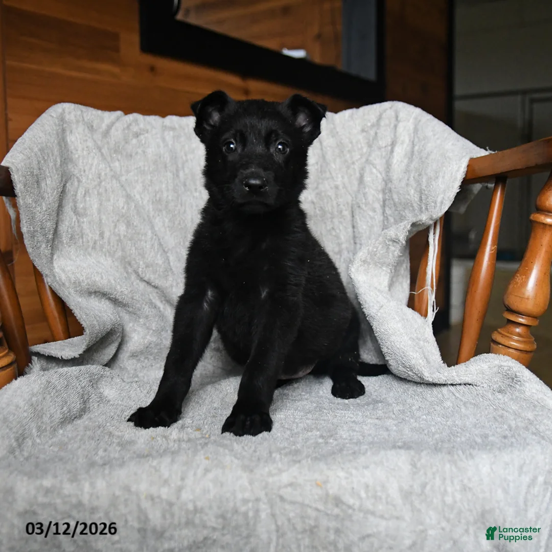 Mixed Breed dogs for sale: Taffy - Ad 1