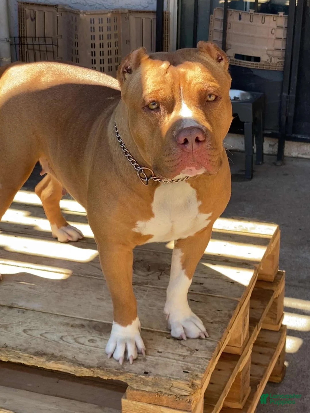 American Bully dogs for sale: American Bully 1 - Ad 2