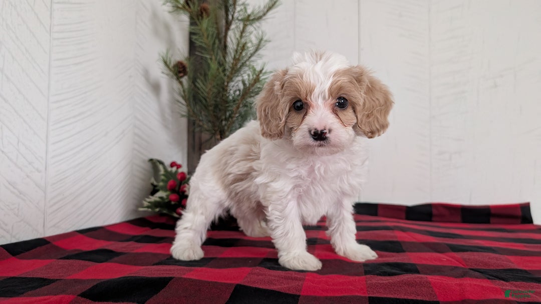 Cavapoo dogs for sale: Duke - Ad 4