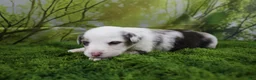 Miniature Australian Shepherd dogs for sale: Freedom - Ad 2