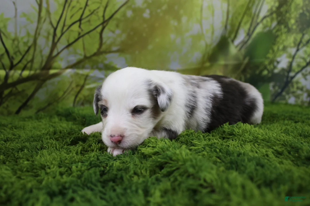 Miniature Australian Shepherd dogs for sale: Freedom - Ad 2