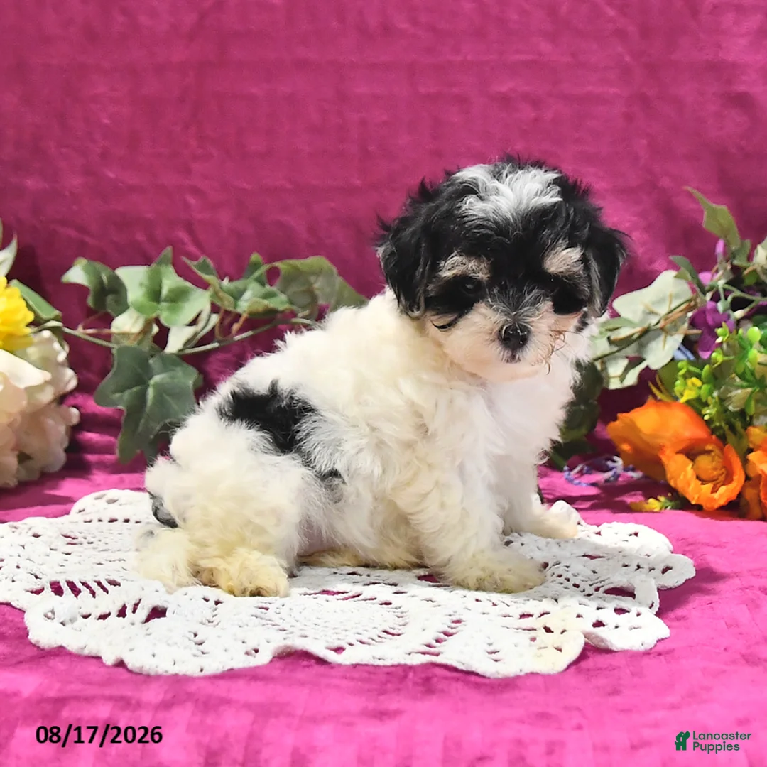Maltipoo dogs for sale: Nora - Ad 2