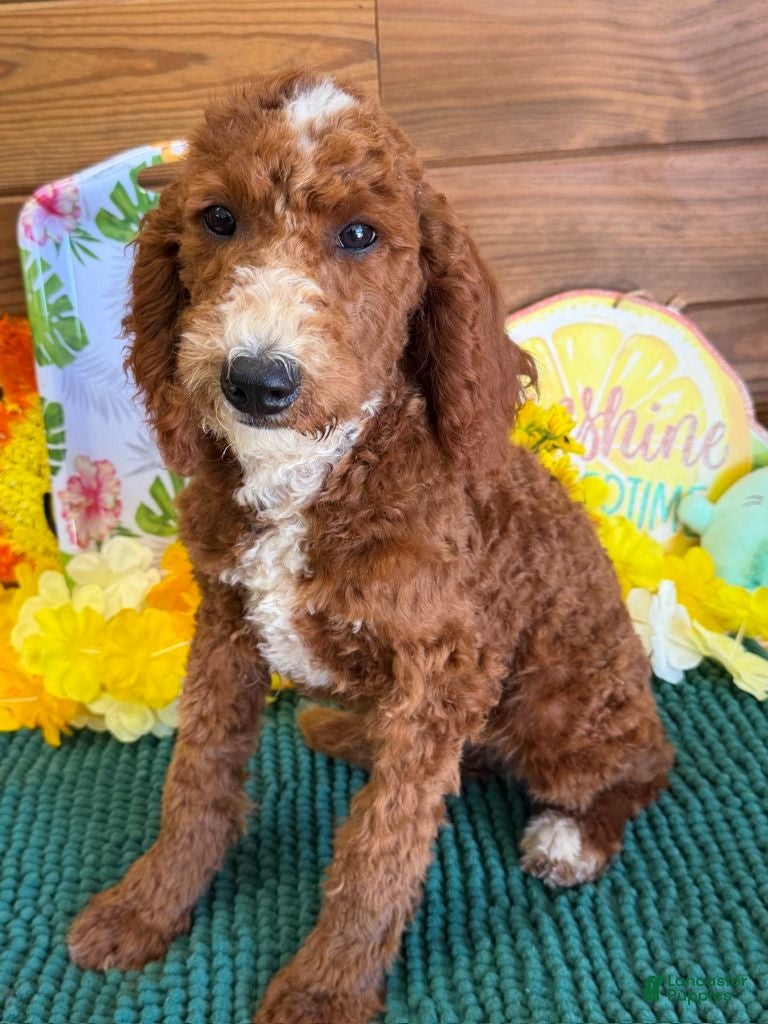 Labradoodle dogs Casanova - Ad 3