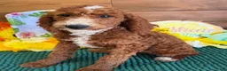 Labradoodle dogs for sale: Casanova - Ad 1