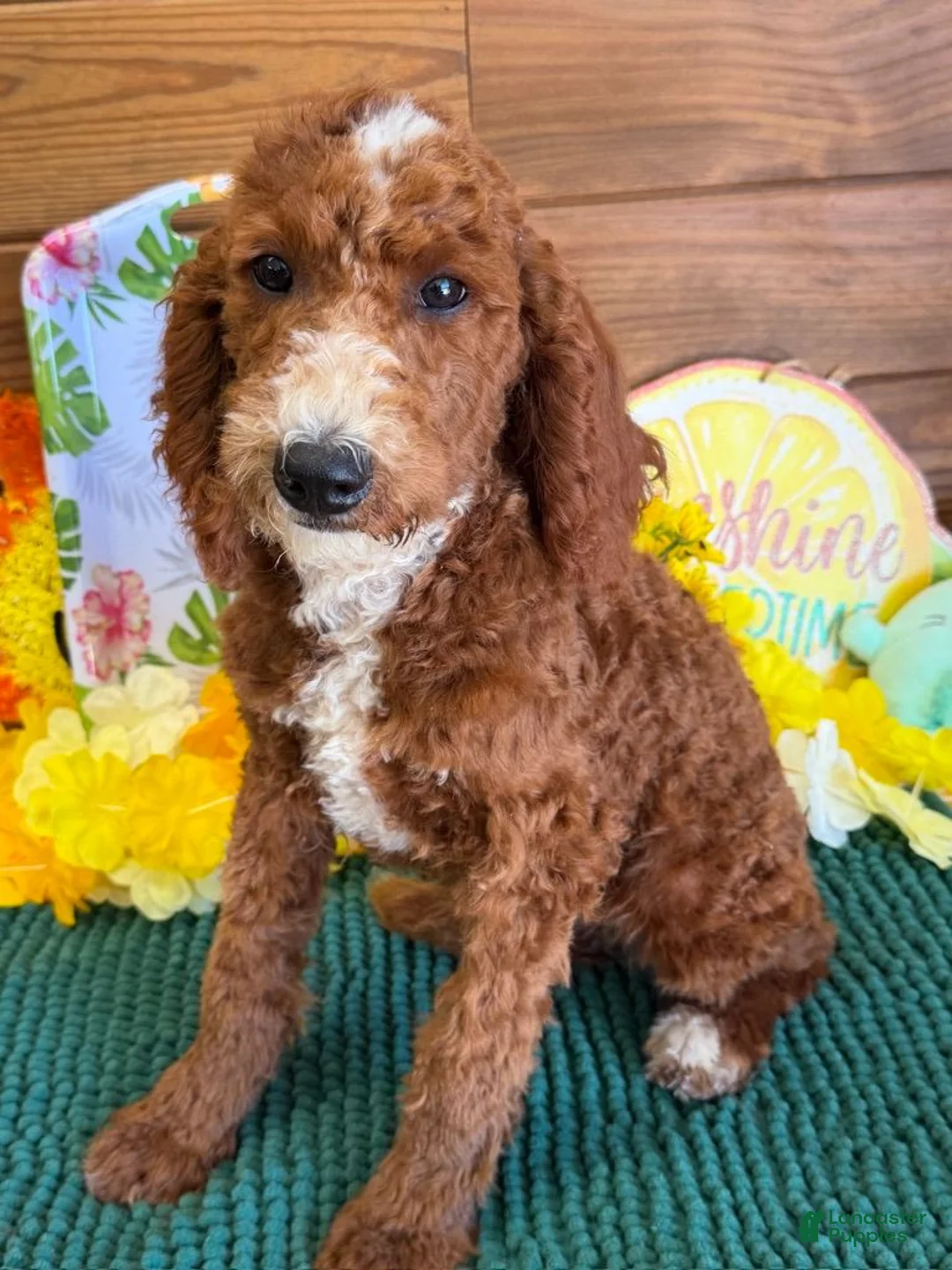 Labradoodle dogs for sale: Casanova - Ad 1