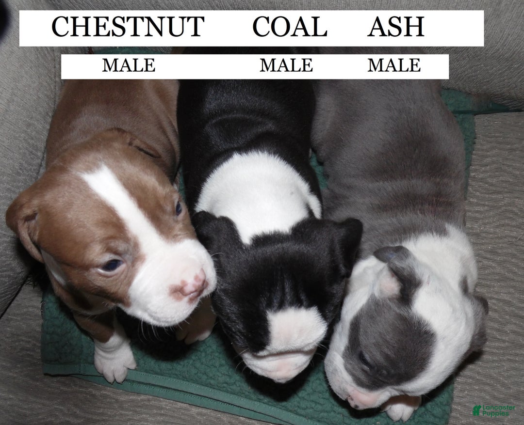 American Pit Bull Terrier dogs for sale: CHESTNUT - Ad 4