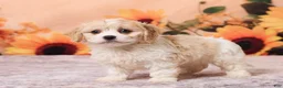 Cavachon dogs for sale: Mia - Ad 5