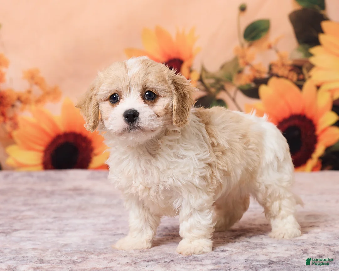 Cavachon dogs for sale: Mia - Ad 5