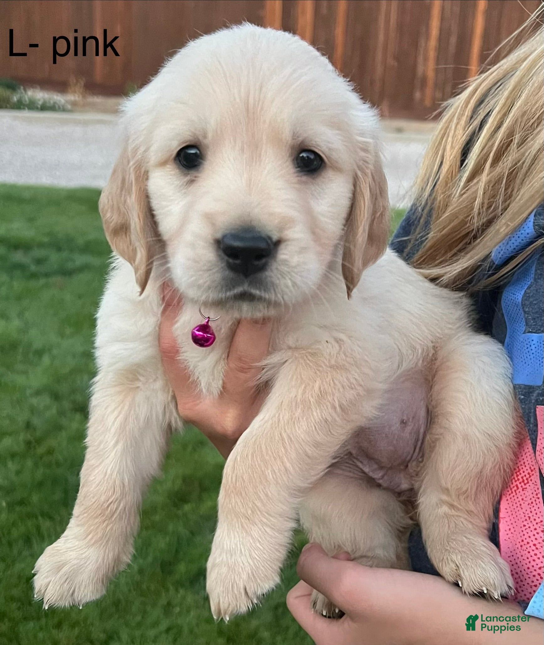 Golden Retriever dogs Purple - Ad 1