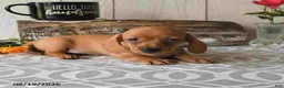 Miniature Dachshund dogs for sale: Ronny - Ad 15