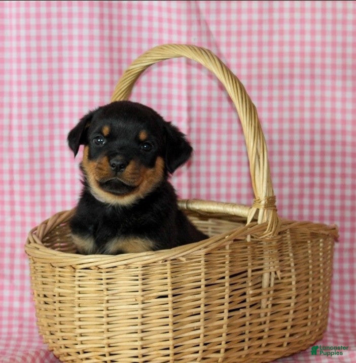 Rottweiler dogs Jelly - Ad 7